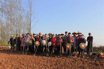 烔煬鎮鳳凰村 栽下核桃樹，收獲致富果