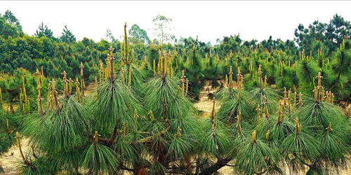 廣東推進國家林木種質資源庫建設 筑牢南粵生態屏障