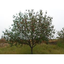 邳州市石博苗木種植專業(yè)合作社 專業(yè)樹木種植，助力生態(tài)建設(shè)與綠化發(fā)展