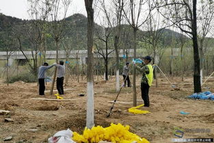 北京興延高速昌平段完成6600畝樹木栽植，構(gòu)筑京北綠色生態(tài)走廊