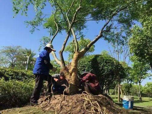 樹木移栽后的關(guān)鍵養(yǎng)護管理要點