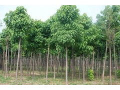 河南省太康縣國新苗木種植專業(yè)合作社 優(yōu)質(zhì)速生楸樹，規(guī)格齊全，大量供應(yīng)