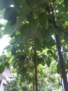 探尋廠區綠化樹木 識別、種苗來源與種植指南