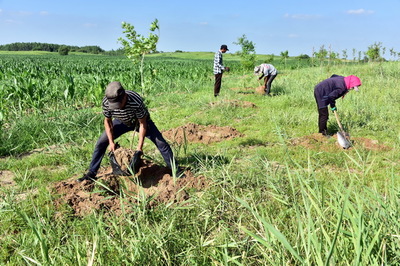 黃河流域高質(zhì)量發(fā)展 中央文件聚焦生態(tài)優(yōu)先，樹(shù)木種植成為關(guān)鍵一環(huán)